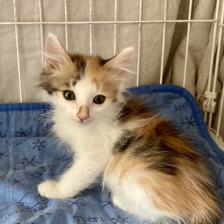アクティブでお茶目なカレンちゃん1ヶ月半