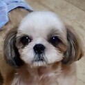 八広（やひろ）賢い元気シーズー ちゃん★
