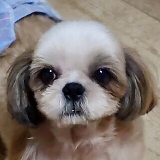 八広（やひろ）賢い元気シーズー ちゃん★