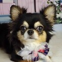 梅里（うめざと）美犬で優しいチワワ ❤️