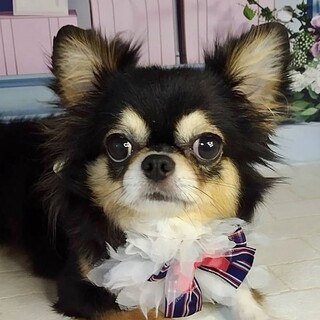 梅里（うめざと）美犬で優しいチワワ ❤️