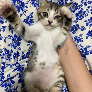 ♠すりすり甘えん坊のトワ君