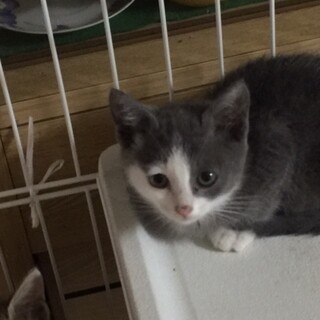 お陰様で二匹とも引き取られ先が決定しました