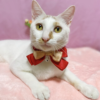 慣れ慣れ♪超甘えん坊『とろろ君』９ヶ月