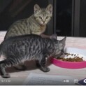 子猫の里親募集 福島県 警戒心が強いです