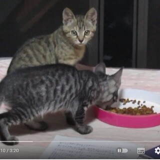 子猫の里親募集 福島県 警戒心が強いです