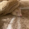 去勢済み1歳オスのフェレット