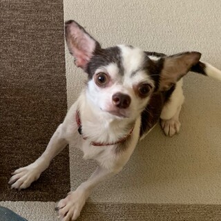 人が大好き！可愛いスムースチワワ「チロル」くん