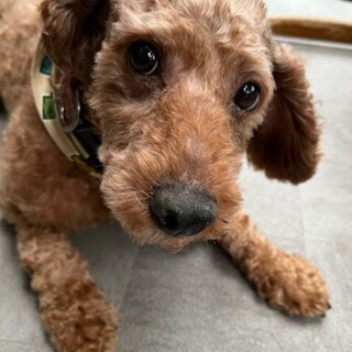 デッかいけど人懐こいプードル「タクト」くん