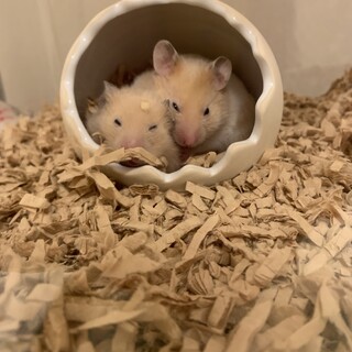 【ゴールデンハムスター】里親さん募集