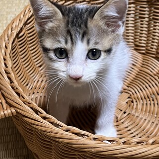 小さくても活発な男の子生後2ヶ月