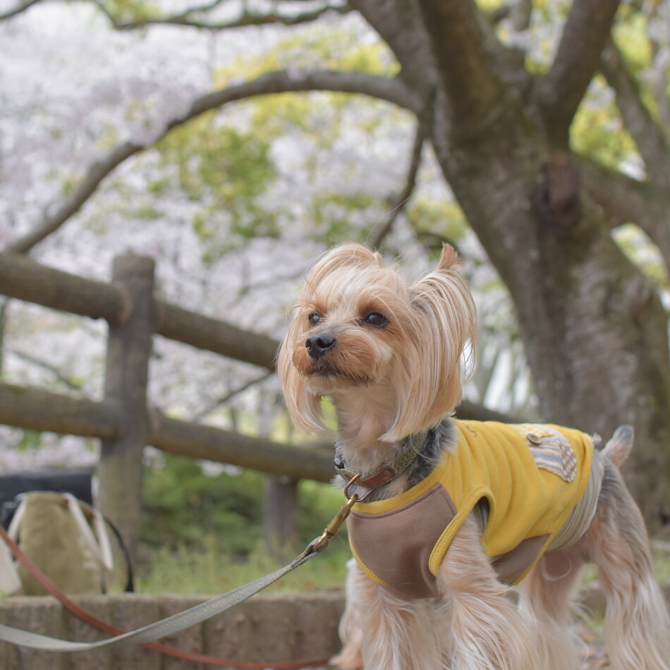 もくのカバー写真