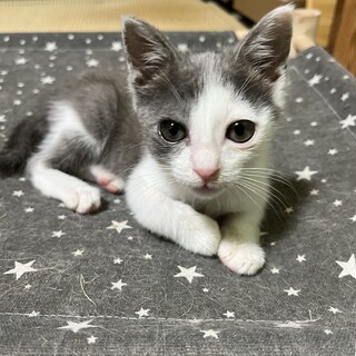 生後2ヶ月の甘えん坊の女の子