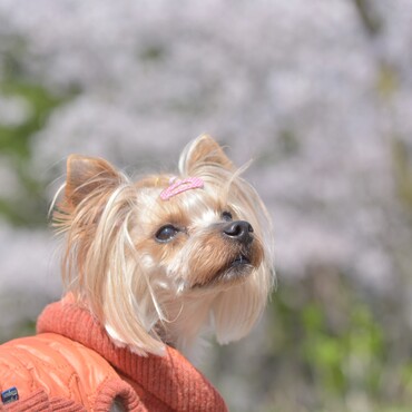 の写真