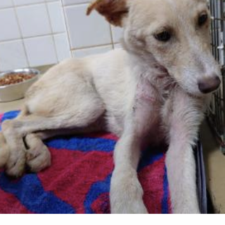 期限があります、一週間のみです！