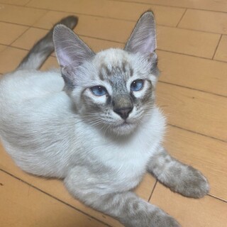 シャムMIX男の子5ヶ月半から6ヶ月