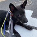 可愛い兄弟黒之助の家族を探しています