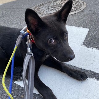 可愛い兄弟黒之助の家族を探しています