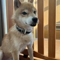 小柄な成犬可愛い男の子の優しい家族を探しています