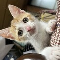 里親さん決定☆5月下旬生まれの子猫♂茶々丸