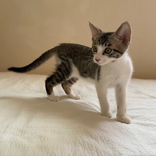 キジ白のうどん君里親さん募集