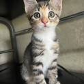 里親決定☆5月中旬生まれの子猫♀こむぎ