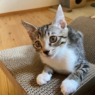 白キジのおそばちゃん、里親さん募集