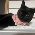 黒猫♀ルナ