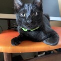 黒猫♂ひなた