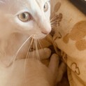 【現在交渉中です】茶トラ風？1歳ほど♂ 去勢済
