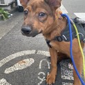 3兄妹可愛いおと君のずっとのお家を探しています