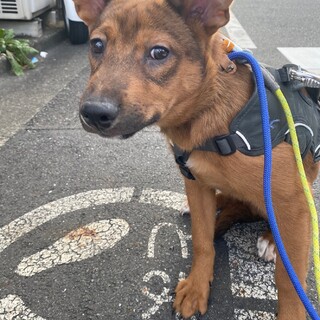 3兄妹可愛いおと君のずっとのお家を探しています
