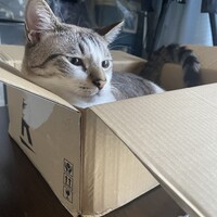 Lala