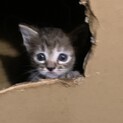 茶トラキジトラ子ニャンコの里親募集してます。