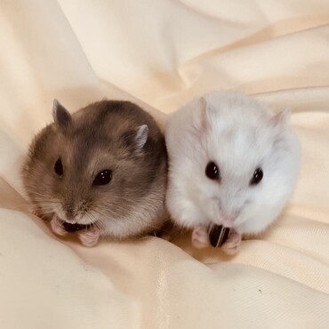 なかよし　ひまわりの種