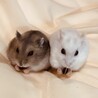 なかよし　ひまわりの種
