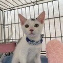 豆大福みたいな可愛い子猫❤️