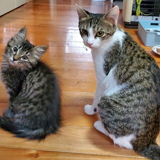 がんばり屋の新米ママとベタ甘末っ子