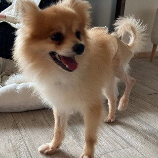ポメラニアン♂かず