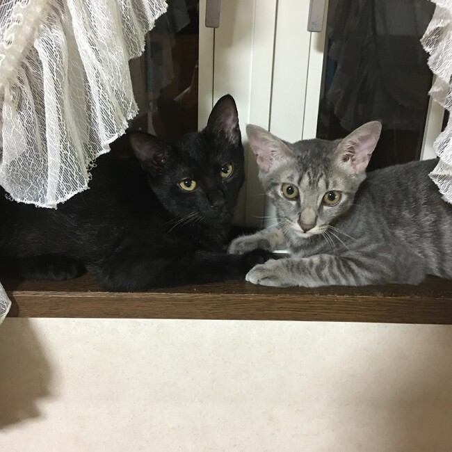 ねぎしゆみのカバー写真