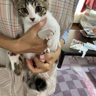 お茶目なキジシロくん