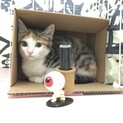 【子猫】お目目くりっくりの3ヶ月の三毛猫の里親募集