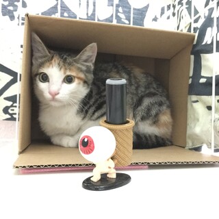 【子猫】お目目くりっくりの3ヶ月の三毛猫の里親募集