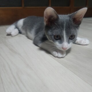 グレー×白の元気なハチ割れ君です。