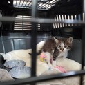 子猫の女の子(^^)とてもかわいいです。