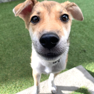 北本市の犬の里親募集情報まとめ ペットのおうち 月間利用者150万人