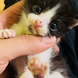 1月齢のかわいい仔猫！猫カビも治ってきています！