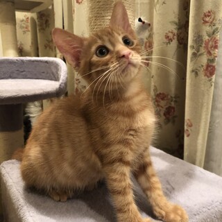 ありがとうございました★茶虎のアシタカくん