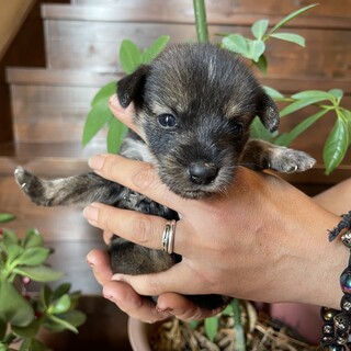 ふわふわな女の子、子犬の「いな」ちゃん(^^)