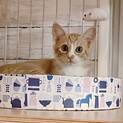 とってもかわいい美猫！茶白テトちゃん２ヶ月メス★